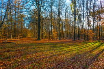 Trees in autumn colors in a forest in bright sunny sunlight at fall, Baarn, Lage Vuursche, Utrecht, The Netherlands, November 18, 2020