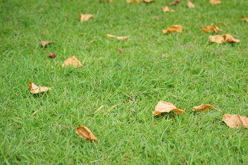 Green grass texture for background