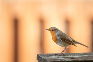 robin on a fence