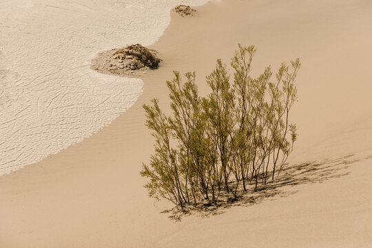 sand with dried clay and plants in the desert