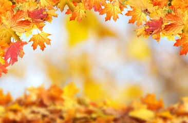 Beautiful colorful autumn leaves on blurred background