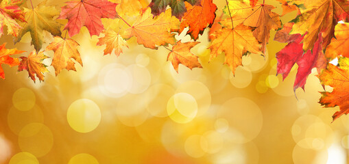 Naklejka na ściany i meble Beautiful colorful autumn leaves on blurred background. Banner design