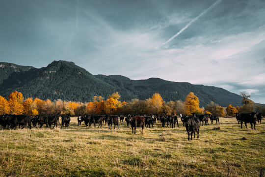 Black Dairy Cows In Pasture