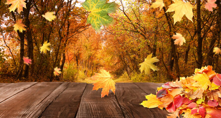 Naklejka na ściany i meble Beautiful autumn leaves falling on wooden surface in park. Banner design