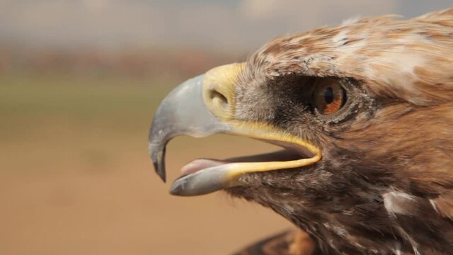 Majestic eagle close up in Mongolia hunter bird head beautiful eagles desert blue sky Mongolian wildlife Nomads 4k