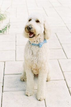 Bridal pup