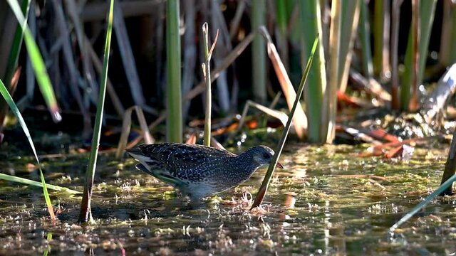 Spotted crake clearly visible in a cane grove