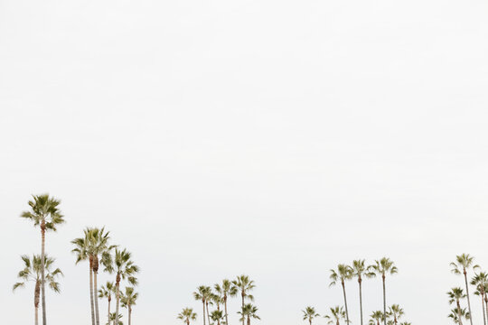 palm trees against cloudy sky