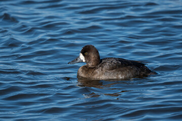 Obraz premium Female Lesser Scaup swimming in Fall