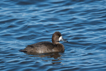 Female Lesser Scaup swimming in Fall