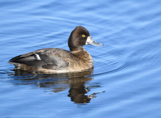 Obraz premium Female Lesser Scaup swimming in Fall
