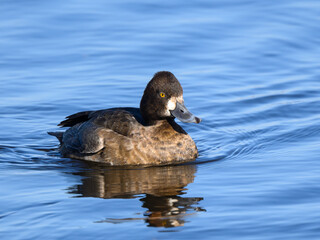 Female Lesser Scaup swimming in Fall
