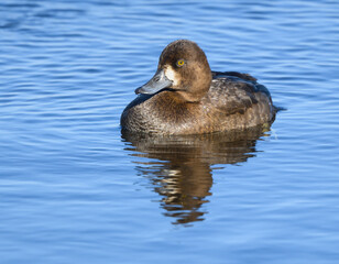 Female Lesser Scaup swimming in Fall