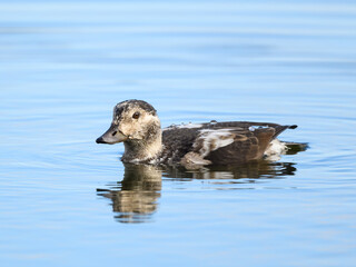 Long-tailed Duck Swimming in Blue Water in Fall