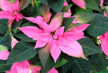 Poinsettia or Christmas star with pink leaves, floral background, macro photography, selective focus, horizontal orientation.