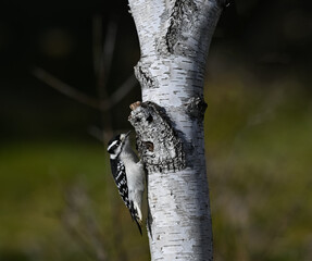 Female Downy Woodpecker on Birch Tree in Fall