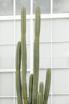 tall cactus growing against white windows