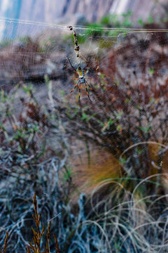 Big spider with skull pattern waiting on spider web