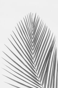 black and white palm leaf