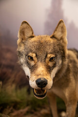 Taxidermy Wolf Specimen Front View