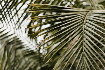 green palm leaves growing naturally