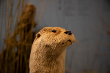 Otter Animal Head Taxidermy Animal Mount