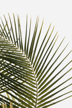 large curved palm leaf against clean background