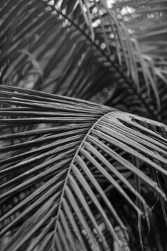 black and white palm leaf
