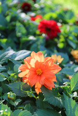 gorgeous scarlet dahlia growing in the park on a sunny day