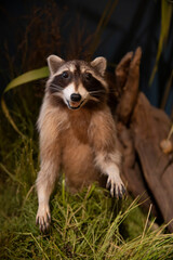 Raccoon Taxidermy Specimen Standing Mount