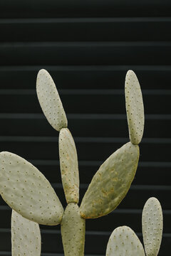 cactus plant against black wall