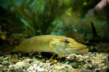 Fototapeta premium Pike Fish on Gravel in Aquarium
