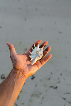 Collected shellfish in the palm of the hand