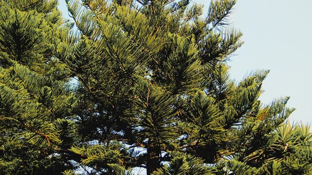 A view over green branches of decorative pine tree during clear summer day.