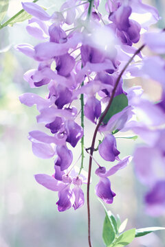 Close up on purple wisteria