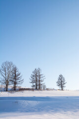 雪原の冬木立と青空
