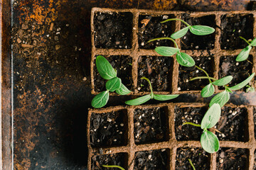 Cucumber seedlings