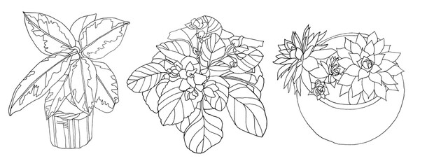 Fototapeta premium Black line art ficus, succulent echeveria, violet in pot home plant with leaves isolated on white background. Art creative object for coloring book, card, sticker, textile, wrapping, wallpaper