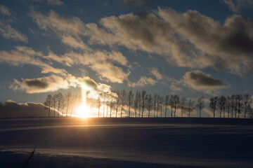 雪の丘の上のシラカバ並木と夕暮れの空
