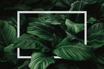 Spathiphyllum cannifolium concept, green abstract texture with white frame, natural background, tropical leaves in Asia and Thailand.