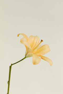 pastel colored lily flower