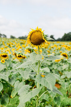 Fading sunflower in a field