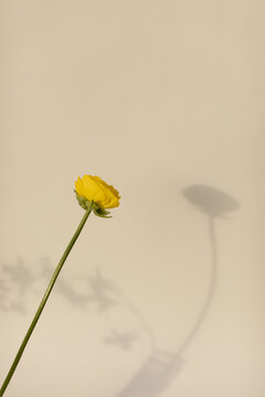 single yellow flower with long stem against cream background with soft shadow