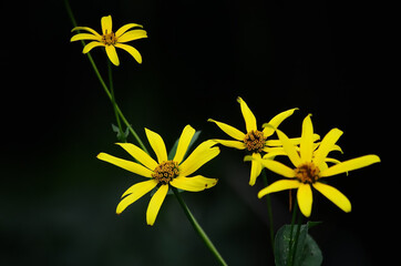 Sunflower on black background