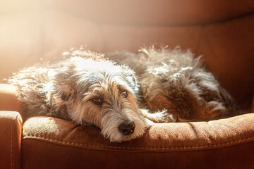 Sleepy Dog on Couch With Morning Sunlight