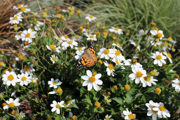 butterfly Vanessa cardui pollinates a Zinnia Crystal flower on a sunny day