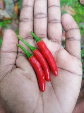 My gurden chillies 