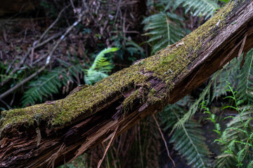 old branch covered with thick moss in the forest