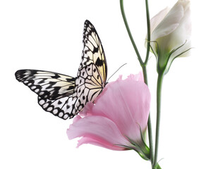 Beautiful rice paper butterfly sitting on eustoma flower against white background