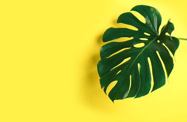 Beautiful monstera leaf on yellow background, space for text. Tropical plant © New Africa
